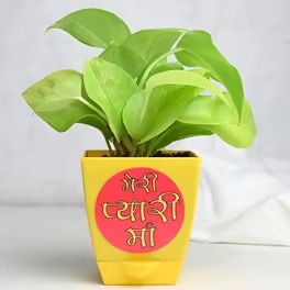 Golden Money Plant